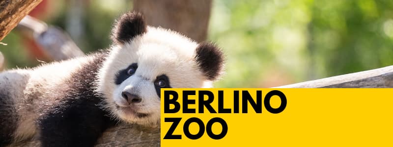 Fotografia di un Panda sdraiato su un ramo con rettangolo giallo in basso a destra scritta nera "Berlino Zoo"